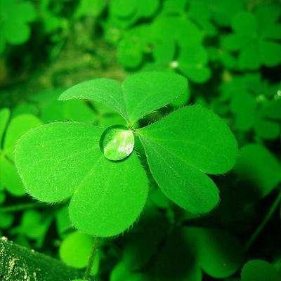 吃瓜四叶草娱乐 第2张 吃瓜四叶草娱乐 第2张